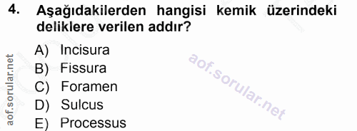 4. soru: Aşağıdakilerden hangisi kemik üzerindeki deliklere verilen addır? A) Incisura B) Fissura C) Foramen D) Sulcus E) Proc…
