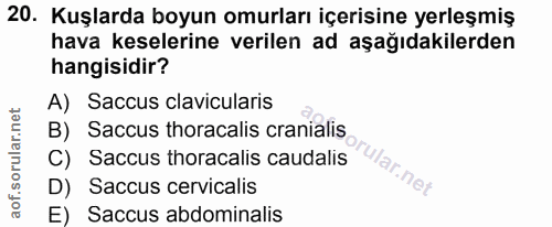20. soru: Kuşlarda boyun omurları içerisine yerleşmiş hava keselerine verilen ad aşağıdakilerden hangisidir? A) Saccus clavicul…