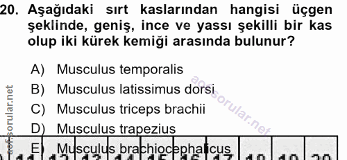 20. soru: Aşağıdaki sırt kaslarından hangisi üçgen şeklinde, geniş, ince ve yassı şekilli bir kas olup iki kürek kemiği arasınd…