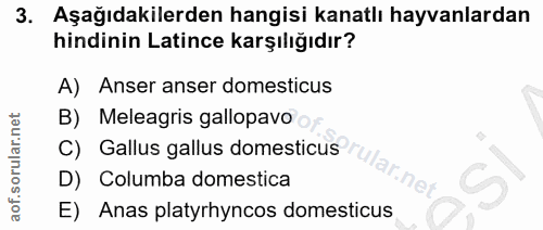 3. soru: Aşağıdakilerden hangisi kanatlı hayvanlardan hindinin Latince karşılığıdır? A) Anser anser domesticus B) Meleagris ga…