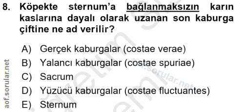 8. soru: Köpekte sternum'a bağlanmaksızın karın kaslarına dayalı olarak uzanan son kaburga çiftine ne ad verilir? A) Gerçek ka…