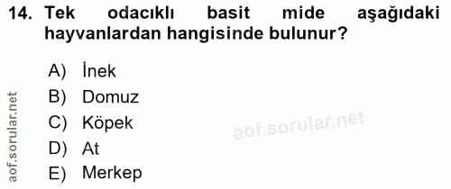 14. soru: Tek odacıklı basit mide aşağıdaki hayvanlardan hangisinde bulunur? A) Inek orular.net B) Domuz C) Köpek D) At aof. E)…