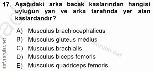 17. soru: Aşağıdaki arka bacak kaslarından hangisi uyluğun yan ve arka tarafında yer alan kaslardandır? A) Musculus brachioceph…