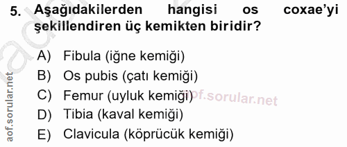 5. soru: Aşağıdakilerden hangisi os coxae'yi şekillendiren üç kemikten biridir? A) Fibula (iğne kemiği) B) Os pubis (çatı kemi…