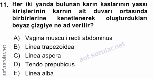 11. soru: Her iki yanda bulunan karın kaslarının yassı kirişlerinin karnın alt duvarı ortasında birbirlerine kenetlenerek oluşt…