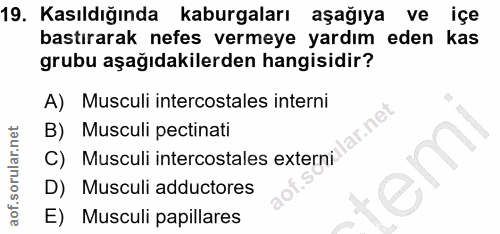 19. soru: Kasıldığında kaburgaları aşağıya ve içe bastırarak nefes vermeye yardım eden kas grubu aşağıdakilerden hangisidir? A)…