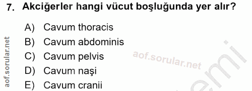7. soru: Akciğerler hangi vücut boşluğunda yer alır? A) Cavum thoracis B) Cavum abdominis C) Cavum pelvis D) Cavum nași E) Cav…