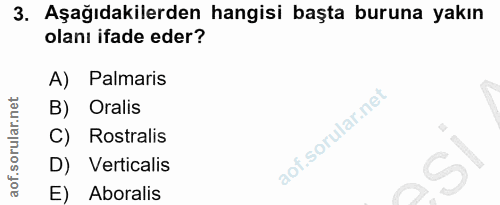 3. soru: Aşağıdakilerden hangisi başta buruna yakın olanı ifade eder? A) Palmaris B) Oralis Rostralis D) Verticalis E) Aboralis