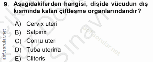 9. soru: Aşağıdakilerden hangisi, dişide vücudun dış kısmında kalan çiftleşme organlarındandır? A) Cervix uteri B) Salpinx C)…