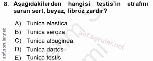 8. soru: Aşağıdakilerden hangisi testis'in etrafinı saran sert, beyaz, fibröz zardır? A) Tunica elastica B) Tunica seroza aof.…