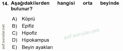 14. soru: Aşağıdakilerden hangisi orta beyinde bulunur? A) Köprü B) Epifiz C) Hipofiz D) Hipokampus aof. E) Beyin ayakları