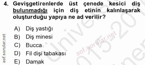 4. soru: Gevişgetirenlerde üst çenede kesici diş bulunmadığı için diş etinin kalınlaşarak oluşturduğu yapıya ne ad verilir? A)…
