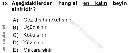 13. soru: Aşağıdakilerden hangisi en kalın beyin siniridir? A) Göz dış hareket siniri B) Üçüz sinir C) Koku siniri D) Yüz sinir…