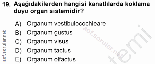 19. soru: Aşağıdakilerden hangisi kanatlılarda koklama duyu organ sistemidir? A) Organum vestibulocochleare B) Organum gustus C…