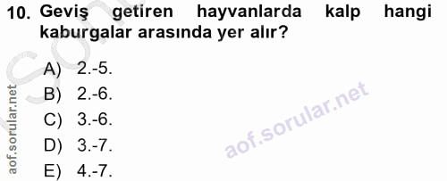 10. soru: Geviş getiren hayvanlarda kalp hangi kaburgalar arasında yer alır? A) 2.-5. B) 2.-6. C) 3.-6. D) 3.-7. E) 4.-7.
