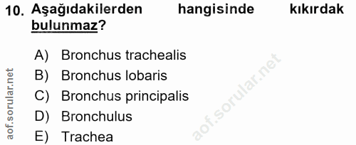 10. soru: Aşağıdakilerden hangisinde kıkırdak bulunmaz? A) Bronchus trachealis B) Bronchus lobaris f. C) Bronchus principalis D…