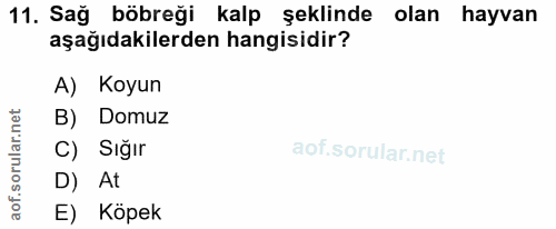 11. soru: Sağ böbreği kalp şeklinde olan hayvan aşağıdakilerden hangisidir? A) Koyun B) Domuz C) Sığır D) At E) Köpek