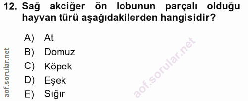 12. soru: Sağ akciğer ön lobunun parçalı olduğu hayvan türü aşağıdakilerden hangisidir? A) At B) Domuz C) Köpek aof.sorular.nel…