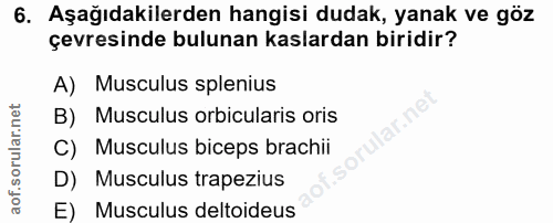 6. soru: Aşağıdakilerden hangisi dudak, yanak ve göz çevresinde bulunan kaslardan biridir? A) Musculus splenius B) Musculus or…