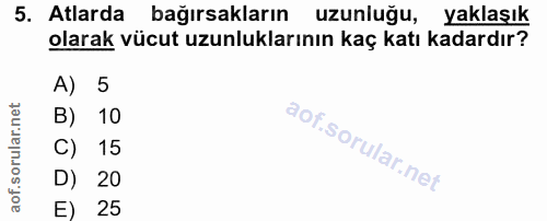 5. soru: Atlarda bağırsakların uzunluğu, yaklaşık olarak vücut uzunluklarının kaç katı kadardır? A) 5 B) 10 C) 15 D) 20 25