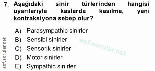 7. soru: AşağıdakiR sinir türlerinden hangisi uyarılarıyla kaslarda kasılma, yani kontraksiyona sebep olur? A) Parasympathic s…