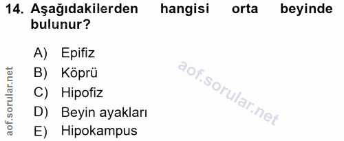 14. soru: Aşağıdakilerden hangisi orta beyinde bulunur? A) Epifiz B) Köprü C) Hipofiz D) Beyin ayakları E) Hipokampus