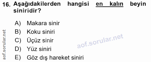 16. soru: Aşağıdakilerden hangisi en kalın beyin siniridir? A) Makara sinir B) Koku siniri C) Üçüz sinir D) Yüz siniri E) Göz d…