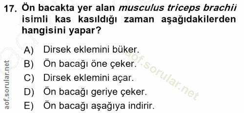 17. soru: Ön bacakta yer alan musculus triceps brachii isimli kas kasıldığı zaman aşağıdakilerden hangisini yapar? A) Dirsek ek…