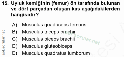 15. soru: Uyluk kemiğinin (femur) ön tarafında bulunan ve dört parçadan oluşan kas aşağıdakilerden hangisidir? A) Musculus quad…