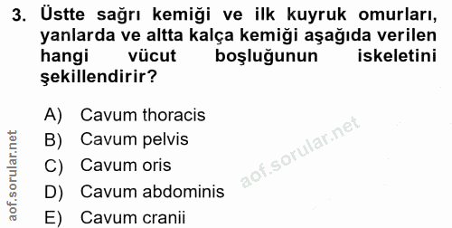 3. soru: Ustte sağrı kemiği ve ilk kuyruk omurları, yanlarda ve altta kalça kemiği aşağıda verilen hangi vücut boşluğunun iske…