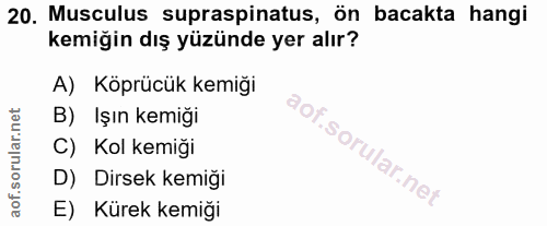 20. soru: Musculus supraspinatus, ön bacakta hangi kemiğin dış yüzünde yer alır? A) Köprücük kemiği B) Işın kemiği C) Kol kemiğ…