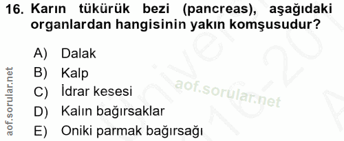 16. soru: Karın tükürük bezi (pancreas), aşağıdaki organlardan hangisinin yakın komşusudur? A) Dalak B) Kalp C) Idrar kesesi D)…