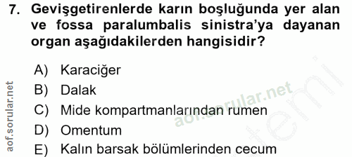 7. soru: Gevişgetirenlerde karın boşluğunda yer alan ve fossa paralumbalis sinistra'ya dayanan organ aşağıdakilerden hangisidi…