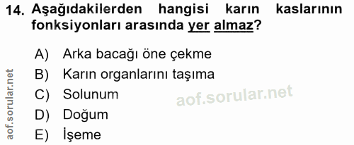 14. soru: Aşağıdakilerden hangisi karın kaslarının fonksiyonları arasında yer almaz? A) Arka bacağı öne çekme B) Karın organlar…