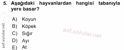 5. soru: Aşağıdaki hayvanlardan hangisi tabanıyla yere basar? A) Koyun B) Köpek C) Sığır D) Ayı E) At