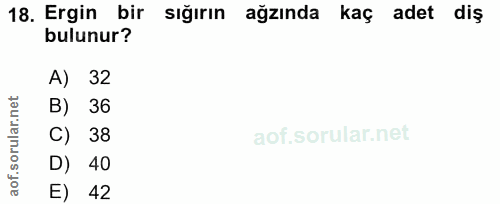 18. soru: Ergin bir sığırın ağzında kaç adet diş bulunur? 1 32 B) 36 C) 38 D) 40 E) 42