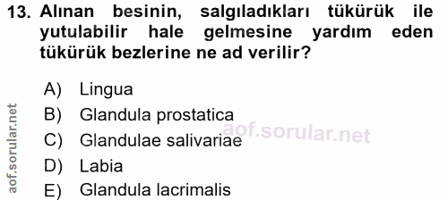 13. soru: Alınan besinin, salgıladıkları tükürük ile yutulabilir hale gelmesine yardım eden tükürük bezlerine ne ad verilir? A)…