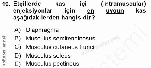 19. soru: Etçillerde kas içi (intramuscular) enjeksiyonlar için en uygun kas aşağıdakilerden hangisidir? A) Diaphragma B) Muscu…