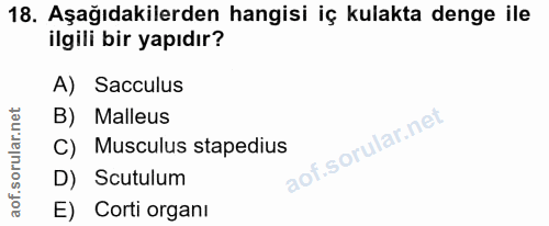 18. soru: Aşağıdakilerden hangisi iç kulakta denge ile ilgili bir yapıdır? A) Sacculus B) Malleus C) Musculus stapedius D) Scut…
