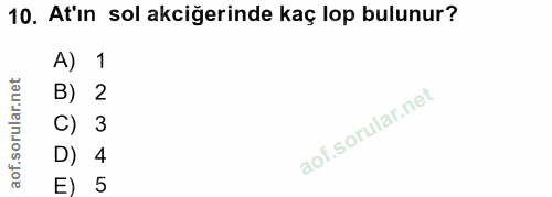 10. soru: At'ın sol akciğerinde kaç lop bulunur? A) 1 B) 2 C) 3 D) 4 E) 5