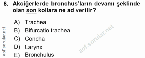 8. soru: Akciğerlerde bronchus'ların devamı şeklinde olan son kollara ne ad verilir? A) Trachea B) Bifurcatio trachea C) Conch…