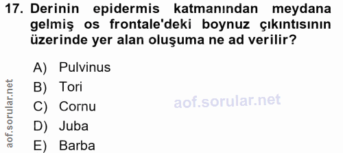 17. soru: Derinin epidermis katmanından meydana gelmiş os frontale'deki boynuz çıkıntısının üzerinde yer alan oluşuma ne ad ver…
