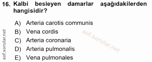 16. soru: Kalbi besleyen damarlar aşağıdakilerden hangisidir? A) Arteria carotis communis B) Vena cordis C) Arteria coronaria D…