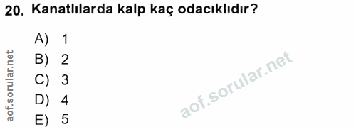 20. soru: Kanatlılarda kalp kaç odacıklıdır? A) 1 B) 2 3 D) 4 E) 5