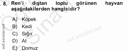 8. soru: Ren'i dıştan loplu görünen hayvan aşağıdakilerden hangisidir? A) Köpek B) Kedi C) Sığır D) At E) Domuz