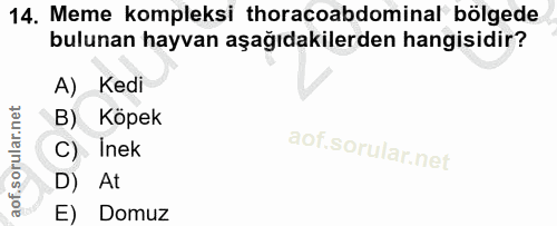14. soru: Meme kompleksi thoracoabdominal bölgede bulunan hayvan aşağıdakilerden hangisidir? A) Kedi B) Köpek C) Inek l D) At E…