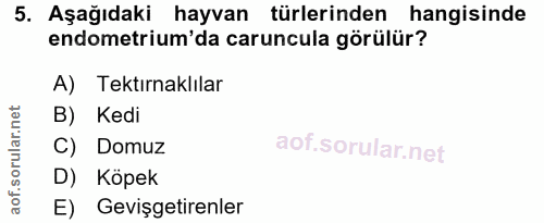 5. soru: Aşağıdaki hayvan türlerinden hangisinde endometrium'da caruncula görülür? A) Tektırnaklılar B) Kedi C) Domuz D) Köpek…