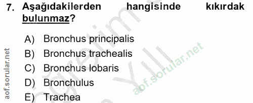 7. soru: Aşağıdakilerden hangisinde kıkırdak bulunmaz? A) Bronchus principalis B) Bronchus trachealis abf.sotular.net C) Bronc…