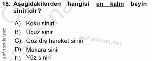 18. soru: Aşağıdakilerden hangisi en kalın beyin siniridir? A) Koku siniri B) Uçüz sinir C) Göz dış hareket siniri f. D) Makara…