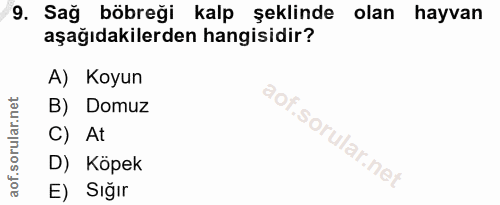 9. soru: Sağ böbreği kalp şeklinde olan hayvan aşağıdakilerden hangisidir? A) Koyun B) Domuz C) At D) Köpek E) Sığır
